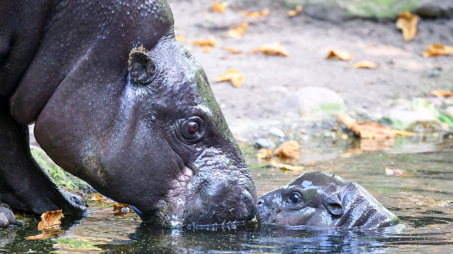 Berliner Zoo: Happy Hippo – Baby-Nilpferd Toni erobert die Besucherherzen im Sturm