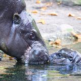 Zwergflusspferd Toni knutscht Mutti