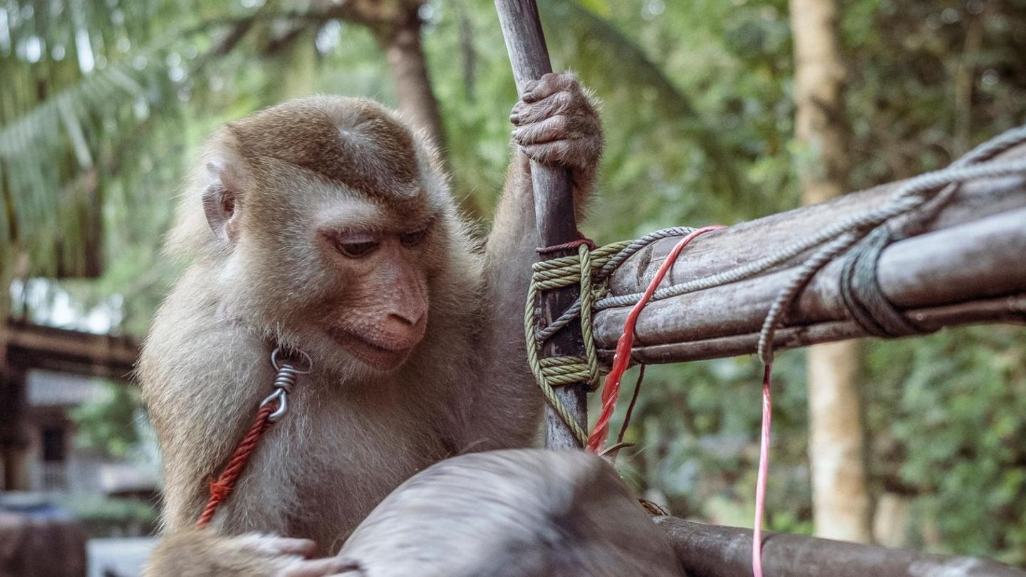 Thailand: Die dunkle Seite der Kokosnuss: Wie Makaken als Erntehelfer missbraucht werden