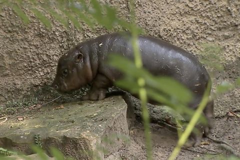 Badeausflug: Hippo-Baby Toni entzückt alle Berliner Zoo-Besucher (Video)