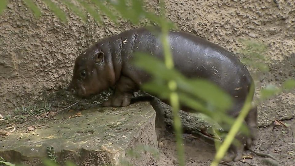 Badeausflug: Hippo-Baby Toni entzückt alle Berliner Zoo-Besucher (Video)