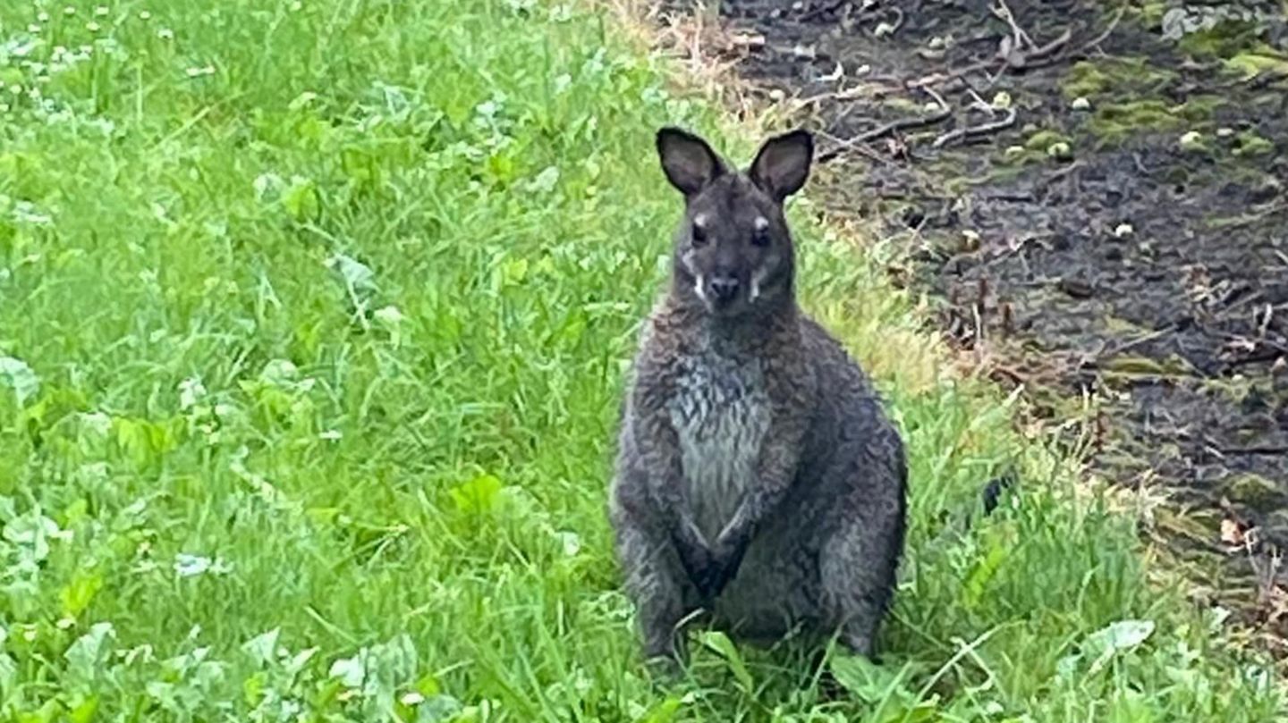 Landkreis Stade: Ausgeb&uuml;chstes K&auml;nguru h&uuml;pft durch Niedersachsen