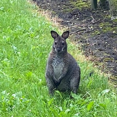 Polizisten haben das Känguru im Landkreis Stade entdeckt