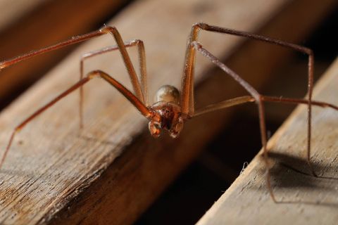Eine Violinspinne (Loxosceles rufescens) sitzt auf einem Stück Holz