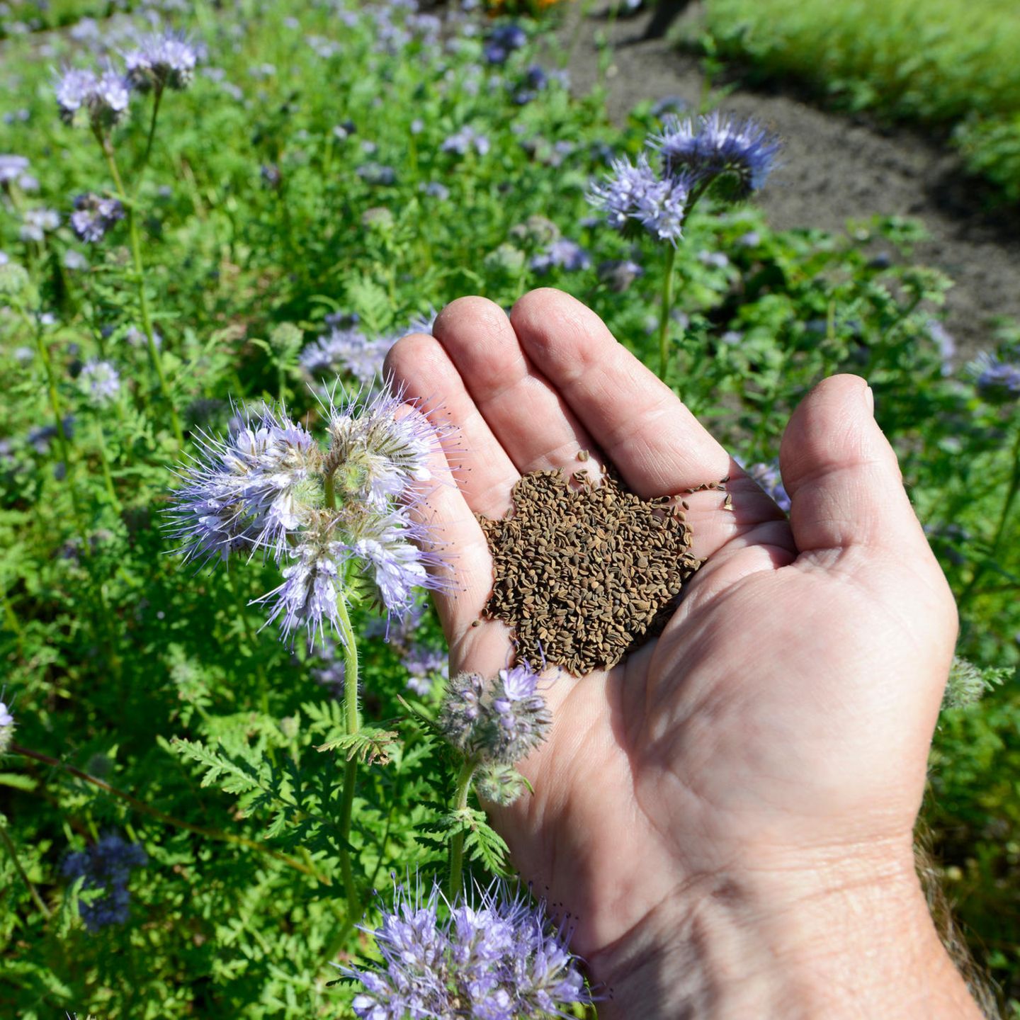 Phacelia Grndngung: So strken Sie den Boden nach der Ernte | STERN.de