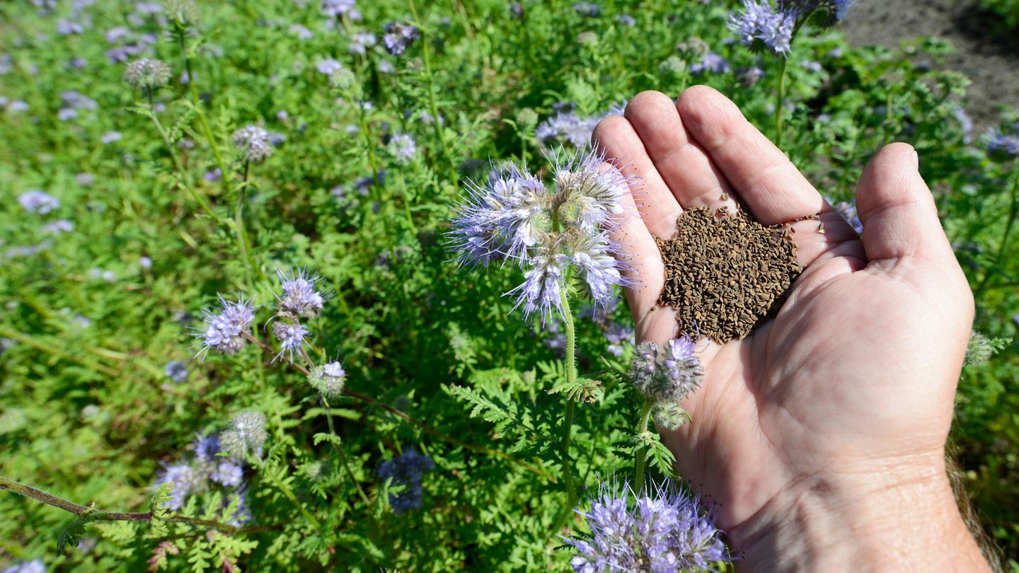 Nat&uuml;rliche Gr&uuml;nd&uuml;ngung: Nach der Ernte: Wie Sie mit Phacelia die Bodenqualit&auml;t verbessern