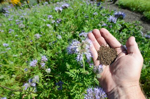 Phacelia - Bienenliebhaber - Samen