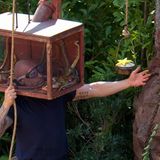 ... heißt es tapfer sein beim Anblick von Schlangen. Er kommt einigen Exemplaren extrem nah. Doch das Endergebnis kann sich sehen lassen: Vier Sterne bringen Thorsten Legat und Elena Miras zurück ins Sommer-Dschungelcamp.