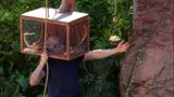 ... heißt es tapfer sein beim Anblick von Schlangen. Er kommt einigen Exemplaren extrem nah. Doch das Endergebnis kann sich sehen lassen: Vier Sterne bringen Thorsten Legat und Elena Miras zurück ins Sommer-Dschungelcamp.