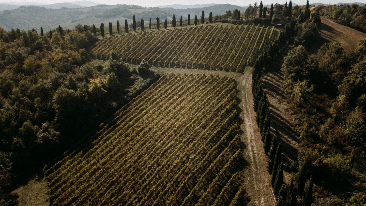 Das Roncolo 1888 liegt inmitten von Weinbergen in der Region Emilia Romagna. In der Nähe können sich die Gäste die idyllische Natur Italiens ansehen oder einen Städtetrip nach Parma, Modena oder Reggio Emilia unternehmen. 