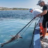 Männer fangen einen Schwertfisch