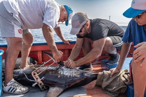 Männer markieren Schwertfisch