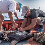 Männer markieren Schwertfisch