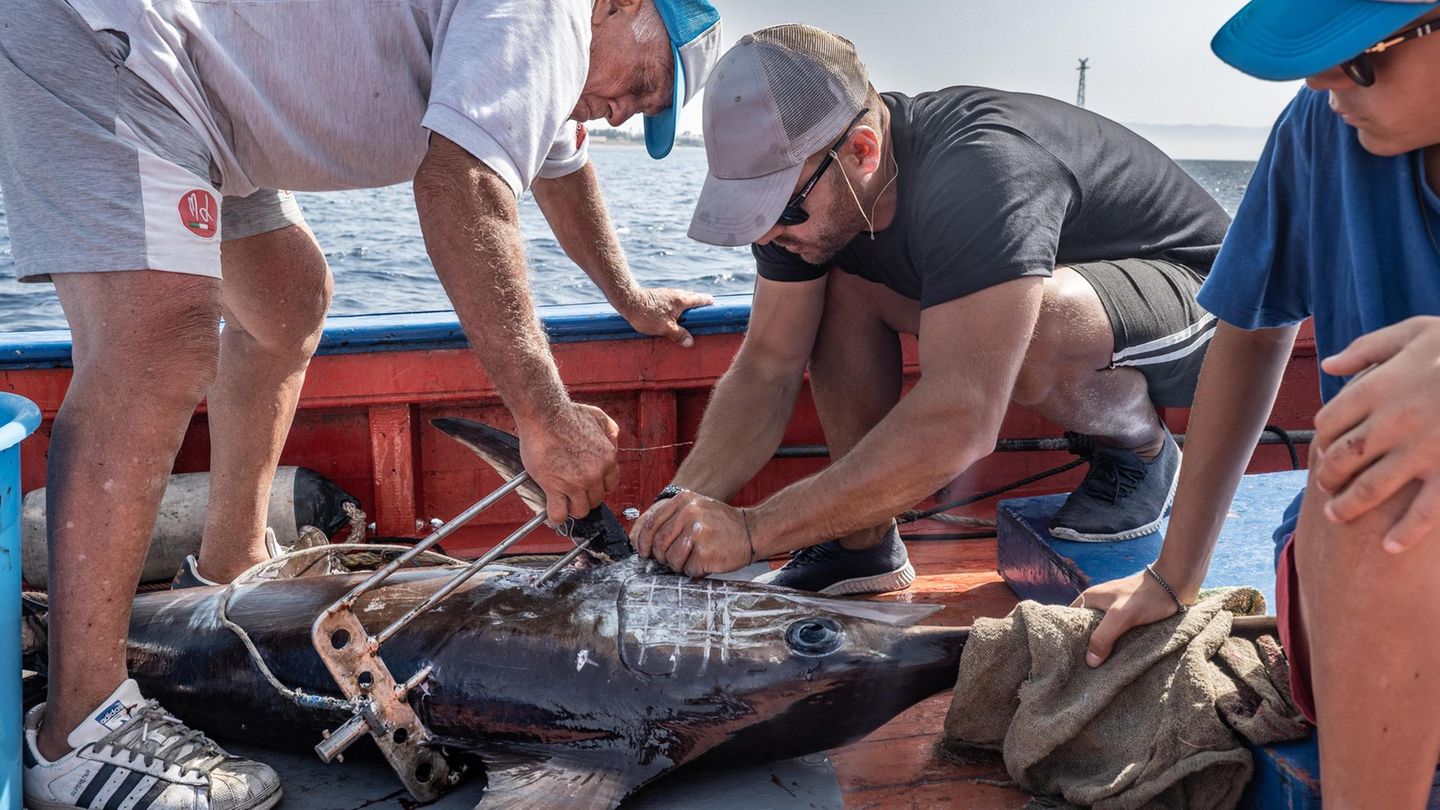 Italien: Wo der Schwertfisch noch per Harpune gejagt wird