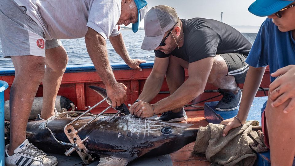 Männer markieren Schwertfisch