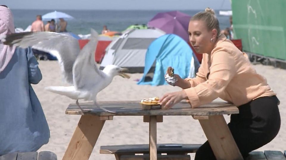 In Warnemünde klauen die Vögel vielen Urlaubern das Essen direkt aus der Hand. Darum gibt es an einem Strandbistro nun eine Möwenversicherung. Wie das funktioniert, sehen Sie im Video.