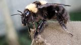 Tonerdhummel