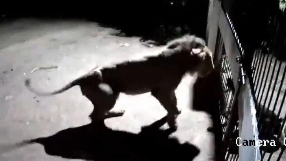 Indien: Furchtlose Wachhunde nehmen es mit Löwen-Duo auf