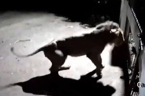 Indien: Furchtlose Wachhunde nehmen es mit Löwen-Duo auf