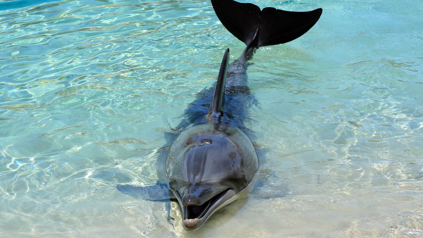 Wakasa-Bucht: Delfin-Angriffe auf Schwimmer in Japan – steckt Einsamkeit dahinter?