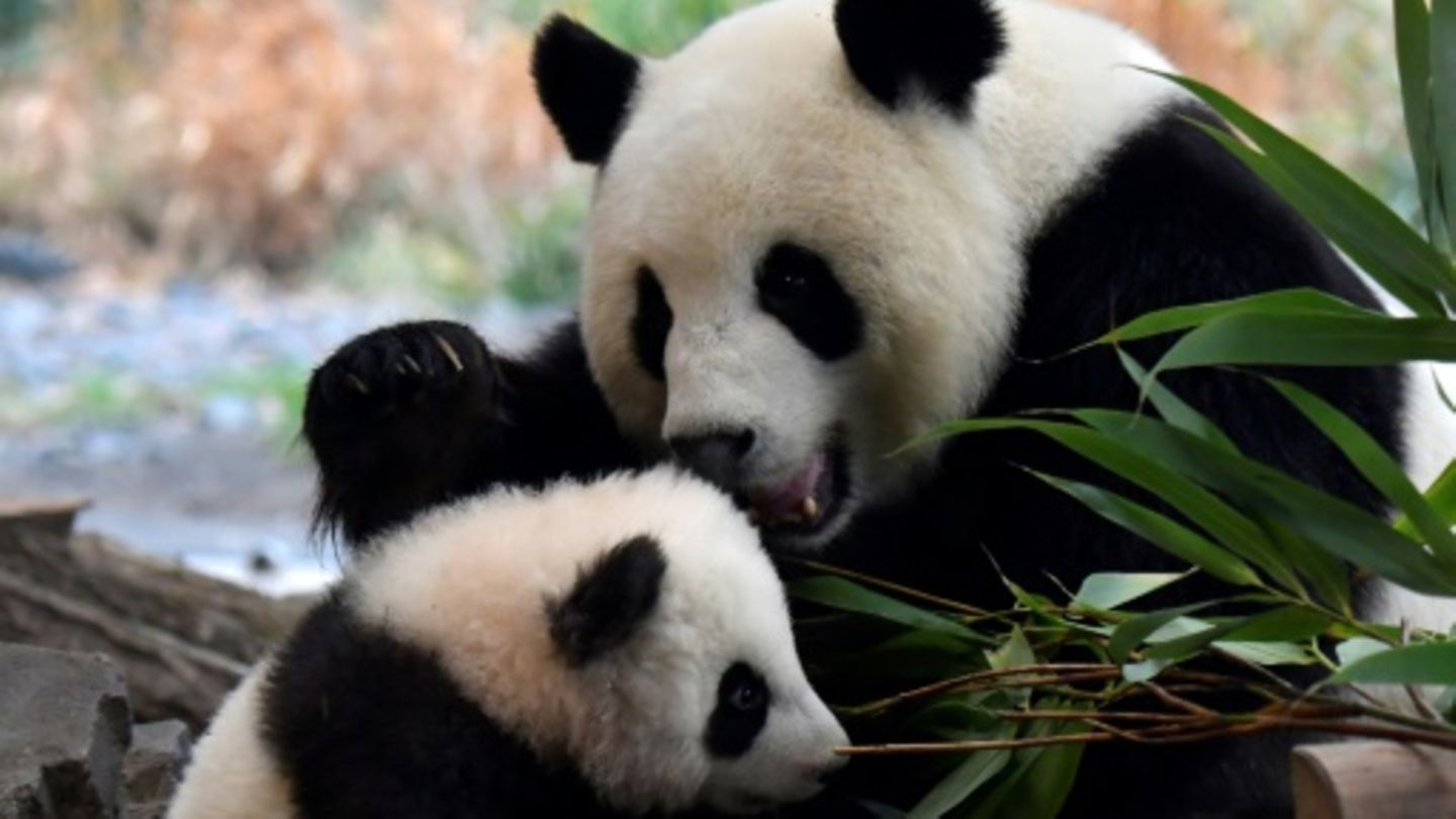 Berlin erneut im Pandafieber: Bärin Meng Meng bringt erneut Zwilligen zur Welt