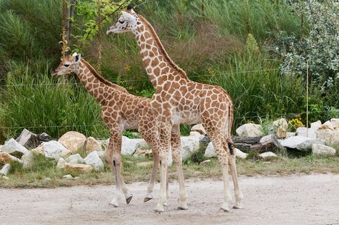 Über 100 Vorschläge: Namen gefunden: Giraffenbabys im Berliner Tierpark heißen "Berti" und "Emily"