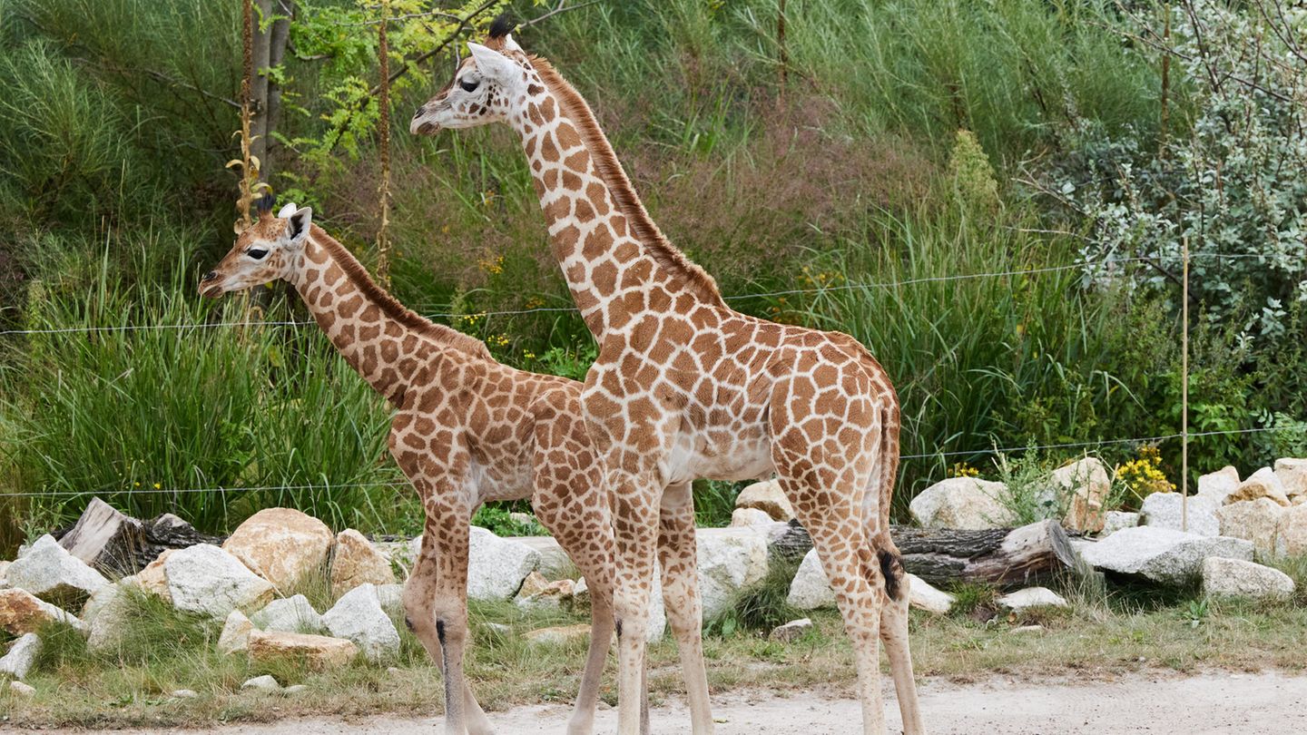 Über 100 Vorschläge: Namen gefunden: Giraffenbabys im Berliner Tierpark heißen 