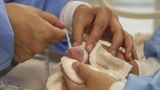 Nach der Geburt werden die beiden Panda-Babys vermessen und gewogen: Die Jungtiere wiegen 169 und 136 Gramm und sind etwa 14 cm lang.