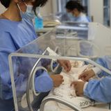 Panda-Babys im Berliner Zoo