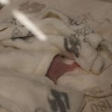 Panda-Babys im Zoo Berlin