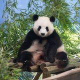 Panda-Babys im Zoo Berlin