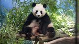 Panda-Babys im Zoo Berlin