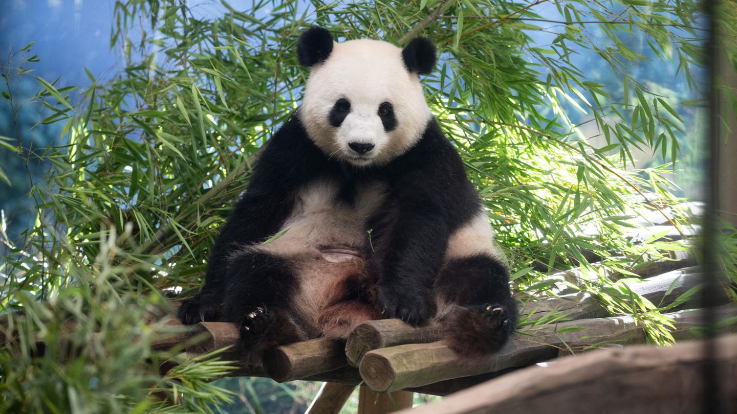 Panda-Babys im Zoo Berlin