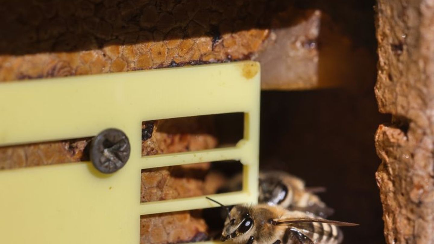 Bienen: Mehr Imker und Bienenv&ouml;lker in MV als vor f&uuml;nf Jahren