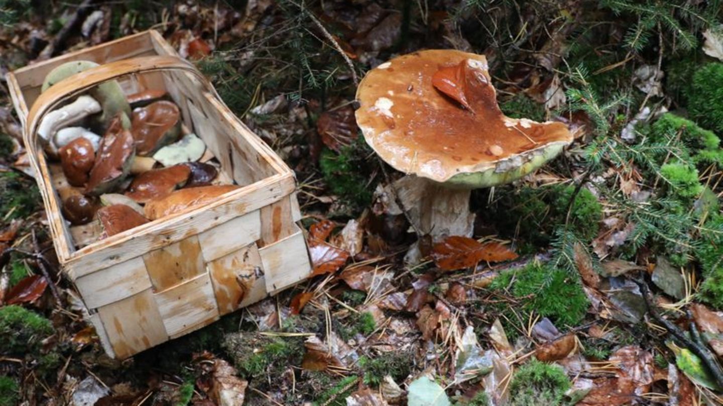 Pilzsaison startet: Gute Bedingungen f&uuml;r Pilze in diesem Herbst im Norden