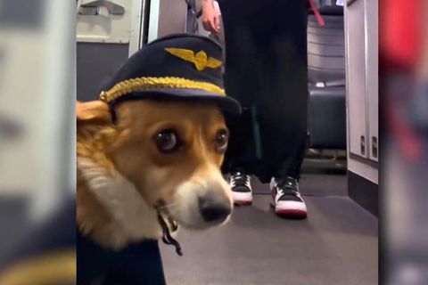 Hund an Bord: Corgi hebt ab: Das ist der wohl süßeste "Flugkapitän" der Welt