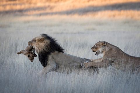 Evolution: Ein Löwe tötet Jungtier, die Mutter versucht ihn zu stoppen