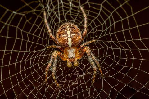 Arachnophobie: Reporterin testet: So werden Sie Ihre Angst vor Spinnen los