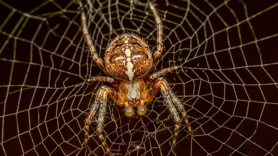 Arachnophobie: Reporterin testet: So werden Sie Ihre Angst vor Spinnen los