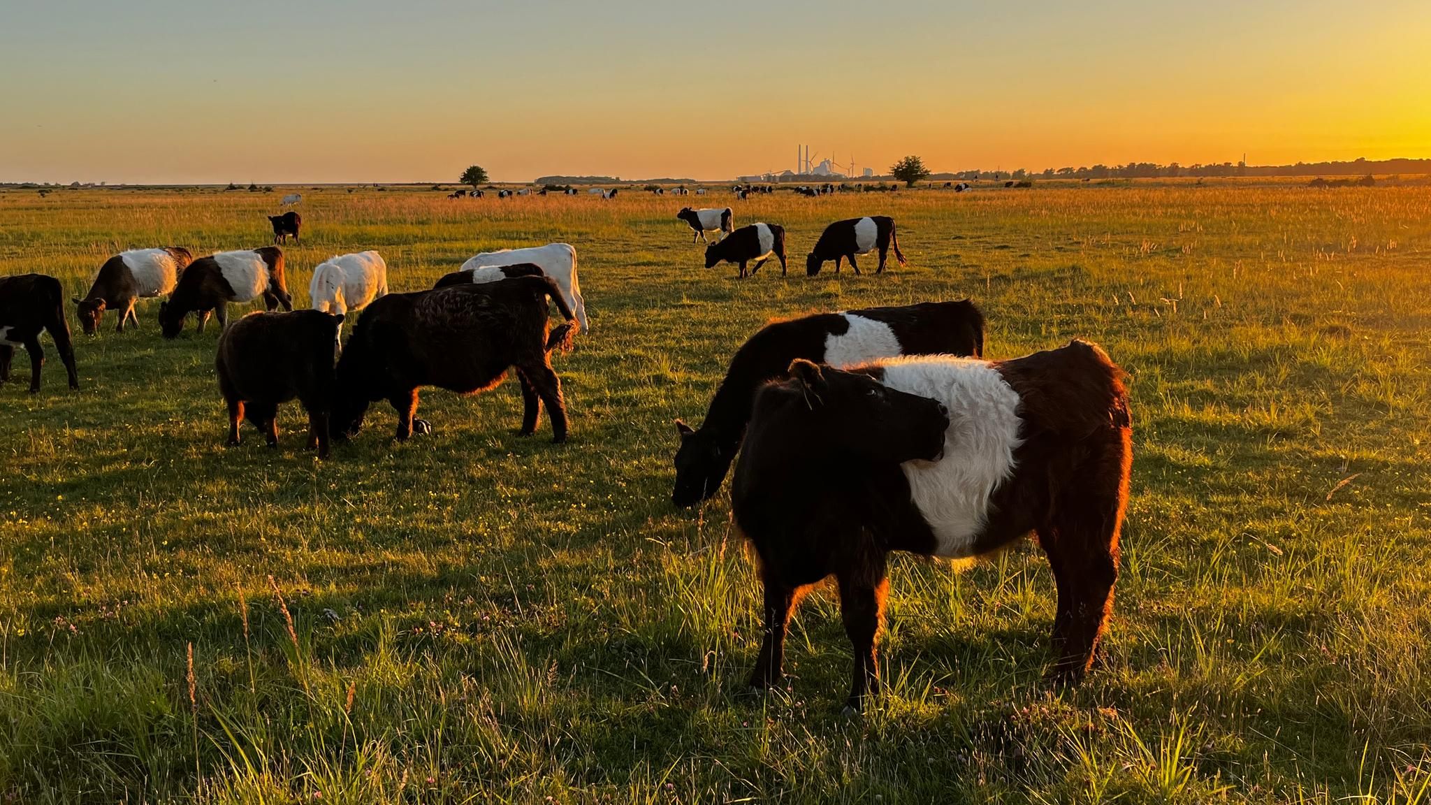 Kühe in der Abendsonne auf einer Wiese