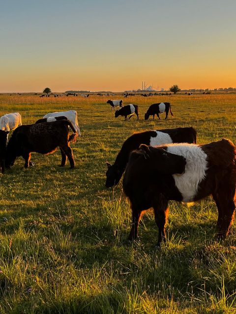 Kühe in der Abendsonne auf einer Wiese