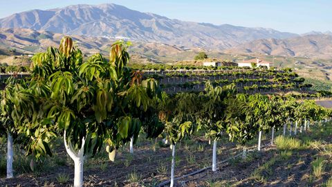 Ernte in Spanien: Mangoplantage in Andalusien