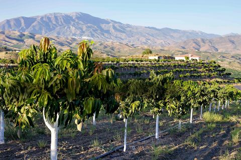 Ernte in Spanien: Mangoplantage in Andalusien
