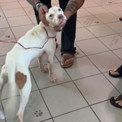 Im letzten Moment: Familie rettet Hund vor Einschläferung