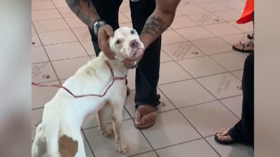 Im letzten Moment: Familie rettet Hund vor Einschläferung