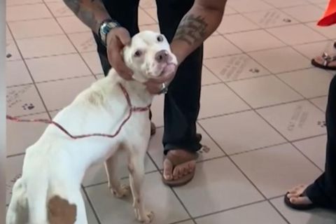 Im letzten Moment: Familie rettet Hund vor Einschläferung