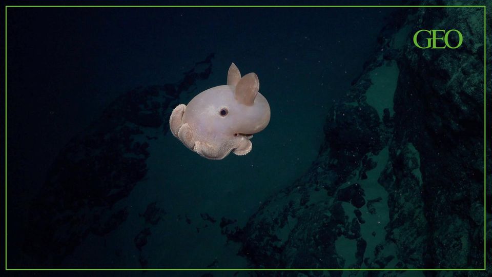 100 nuove specie sospette: il robot subacqueo scatta foto straordinarie di abitanti sconosciuti delle profondità marine