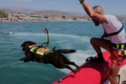 Rettungshunde: Diese Hunde retten Menschen vor dem Ertrinken an spanischen Stränden