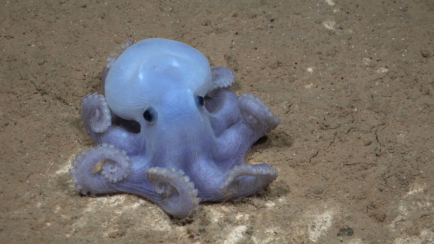 Spektakulärer Fund: Expeditionen erforschen Tiefsee-Berg und entdecken viele neue Arten