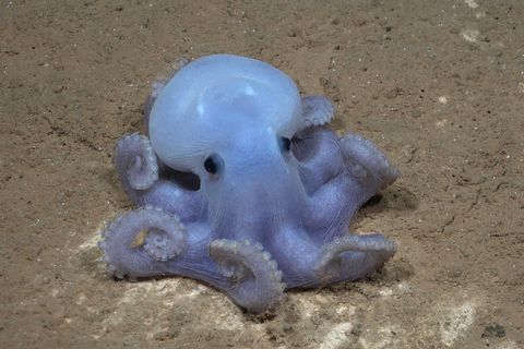 Ein Casper-Oktopus in der Tiefsee des Südpazifik